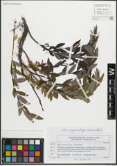 Foto von Salix repens subsp. rosmarinifolia (L.) Andersson